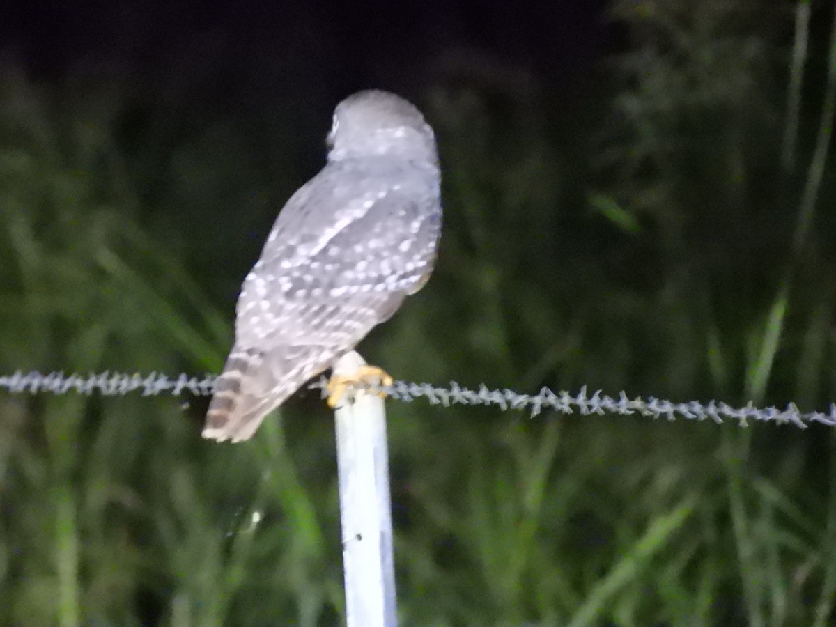 Barking Owl - ML638117284