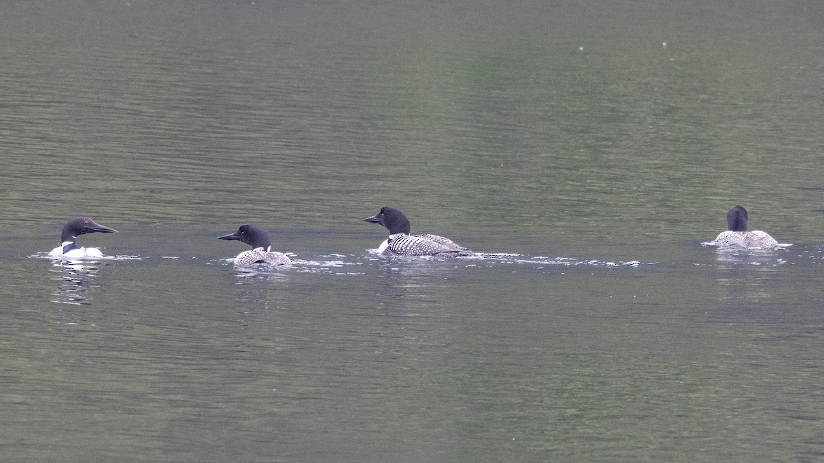 Common Loon - ML638117290