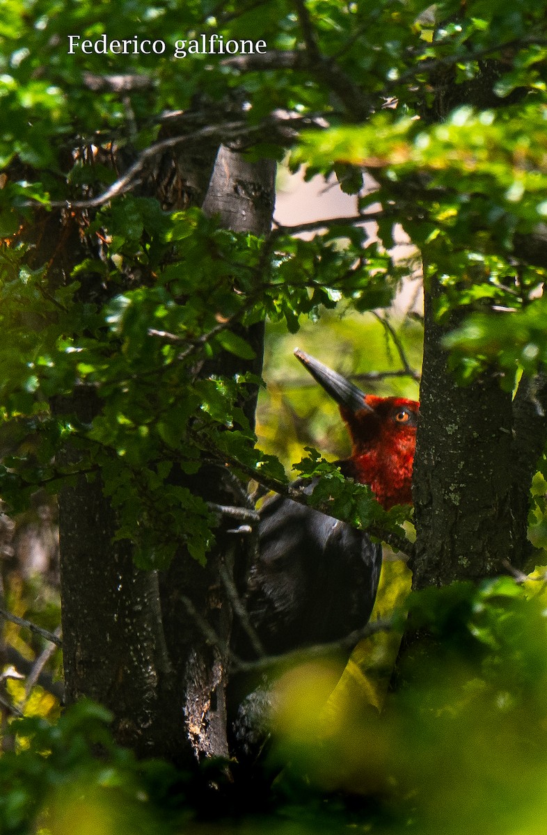 Magellanic Woodpecker - ML638117301