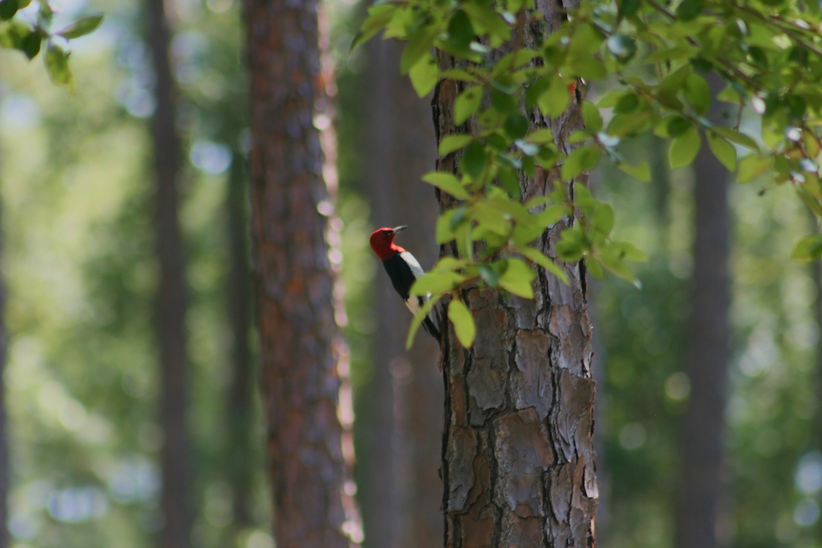 Red-headed Woodpecker - ML638117302