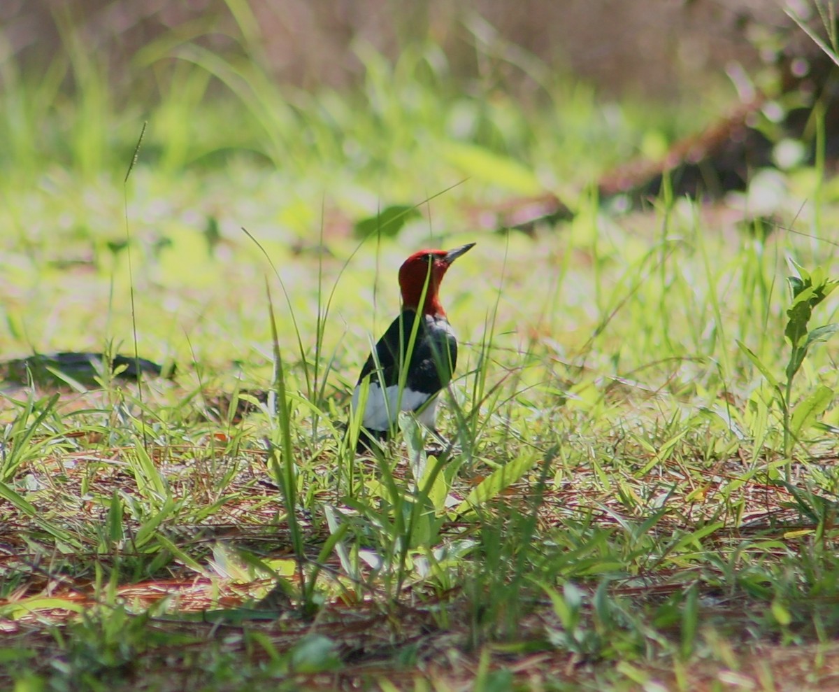 Red-headed Woodpecker - ML638117310