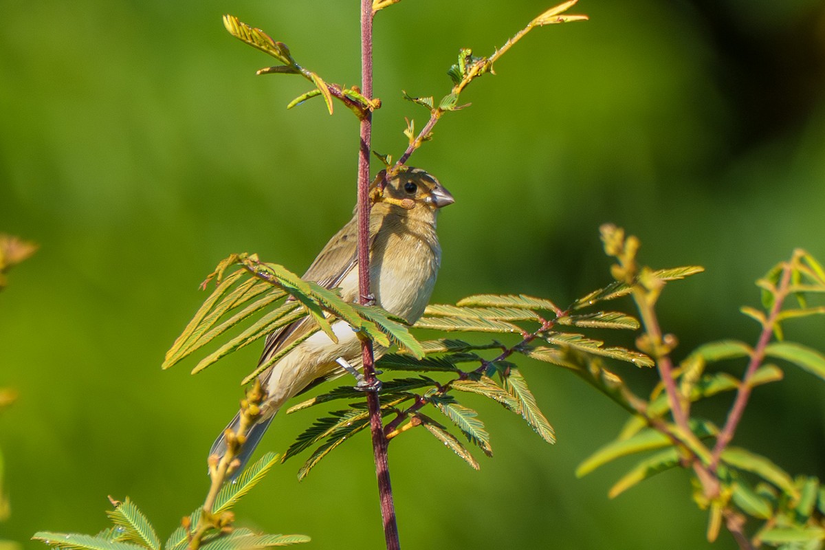Double-collared Seedeater - ML638117323
