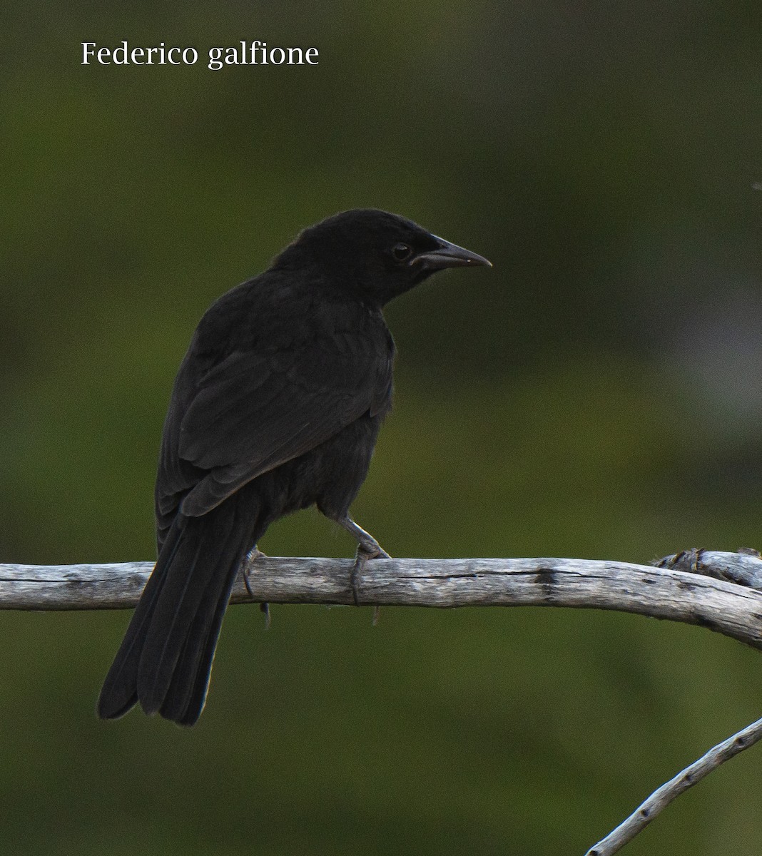 Austral Blackbird - ML638117326
