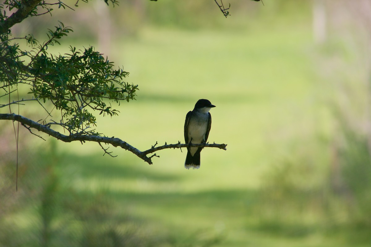 Eastern Kingbird - ML638117333