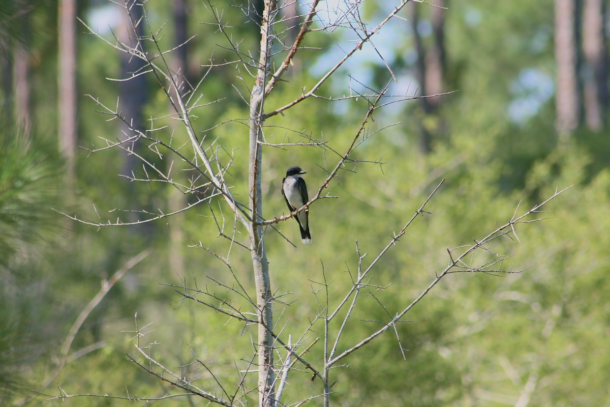 Eastern Kingbird - ML638117334