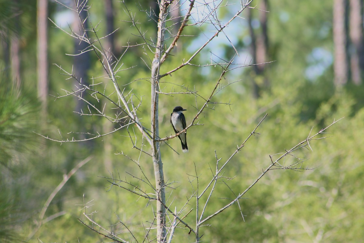 Eastern Kingbird - ML638117335