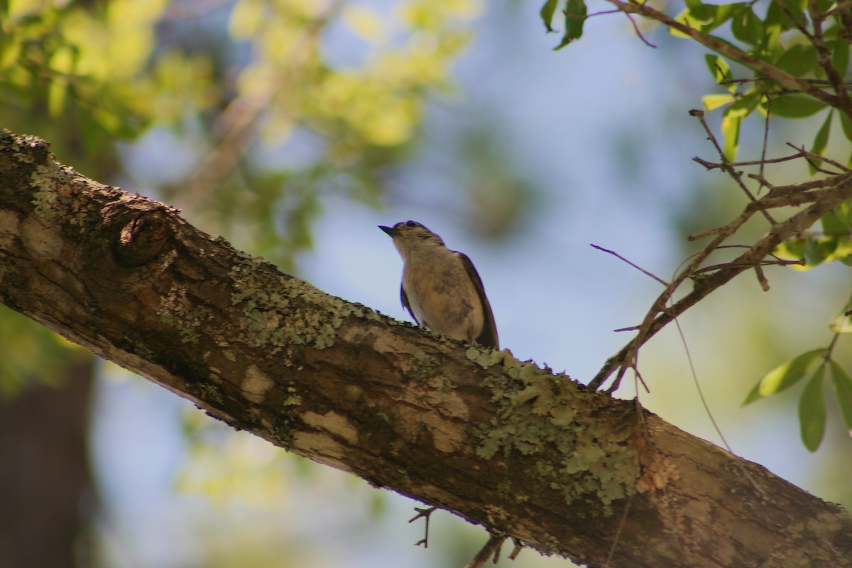 Tufted Titmouse - ML638117355