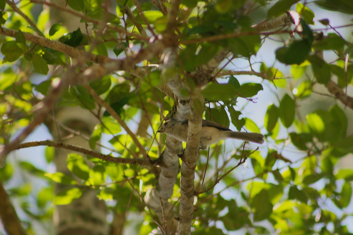 Tufted Titmouse - ML638117356