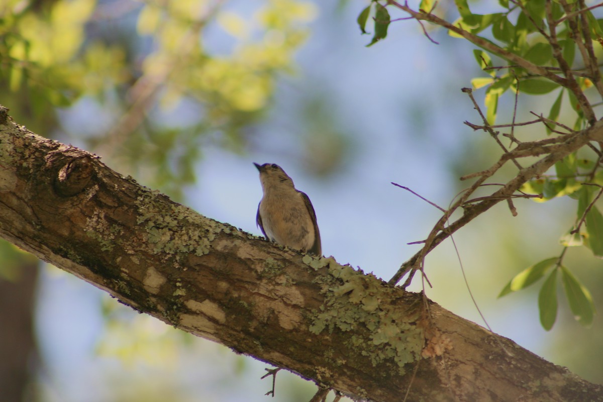 Tufted Titmouse - ML638117357