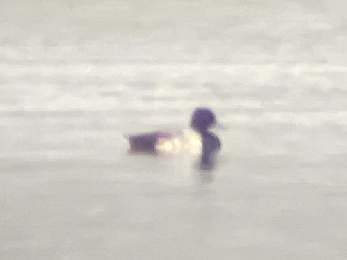 Lesser Scaup - ML638117378