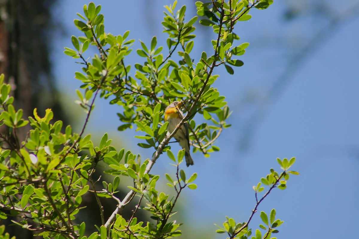 Northern Parula - ML638117384
