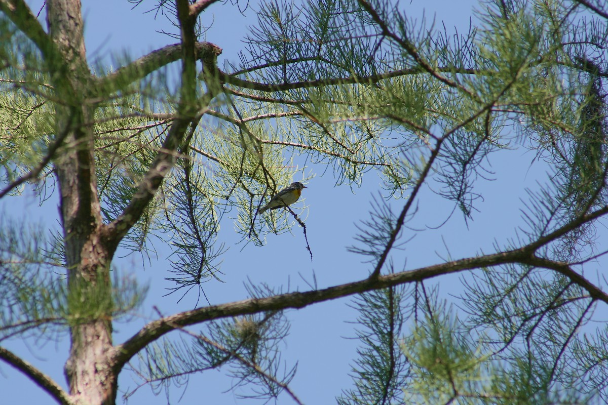 Northern Parula - ML638117386