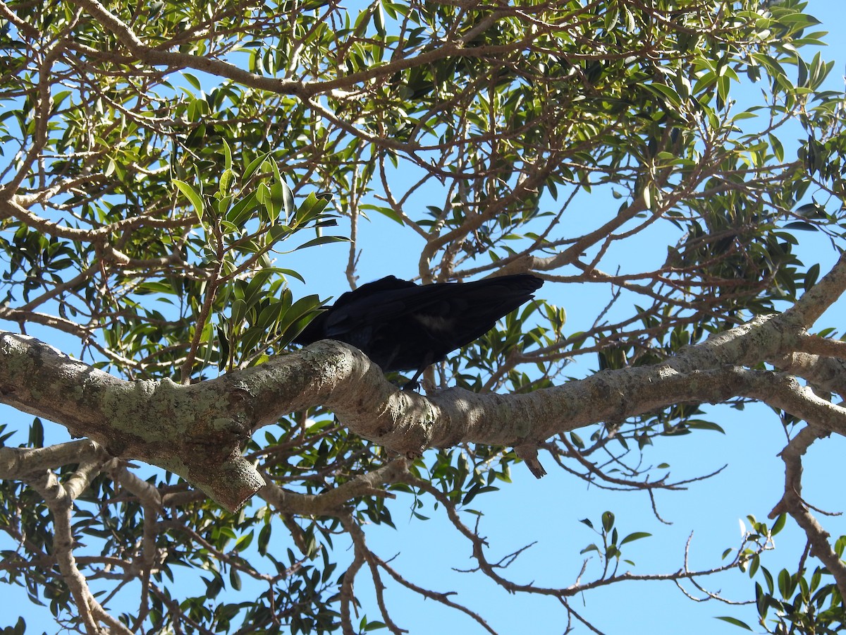 Torresian Crow - ML638117388