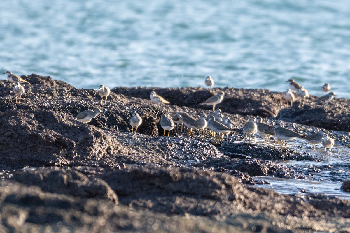 Gray-tailed Tattler - ML638117405