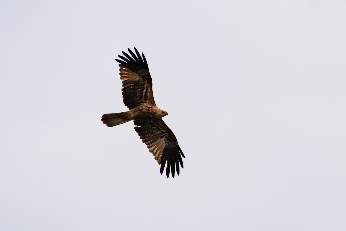 Whistling Kite - ML638117411