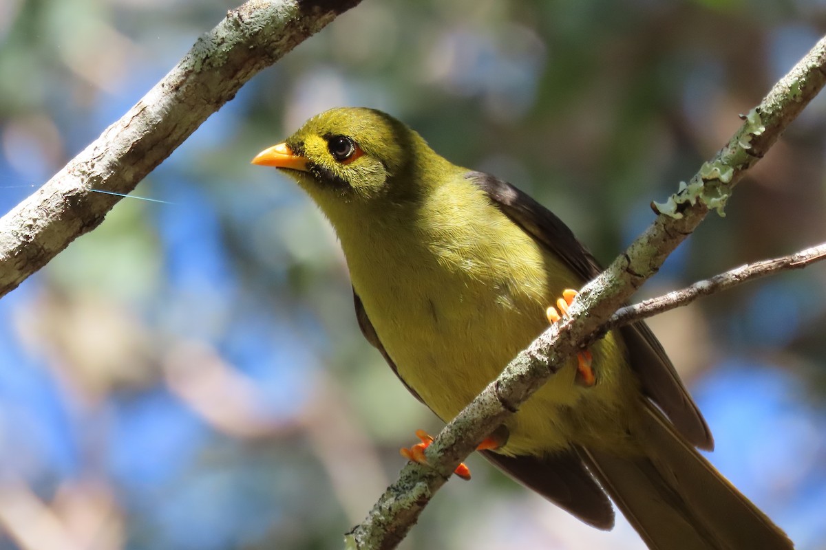 Bell Miner - ML638117418
