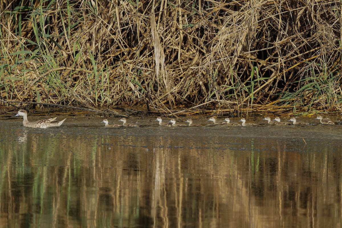 Marbled Duck - ML638117436