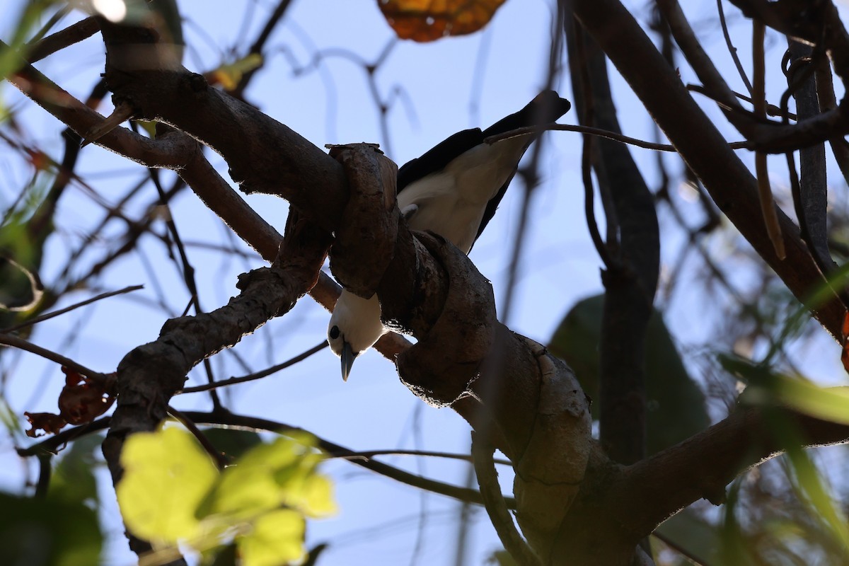 White-headed Vanga - ML638117461