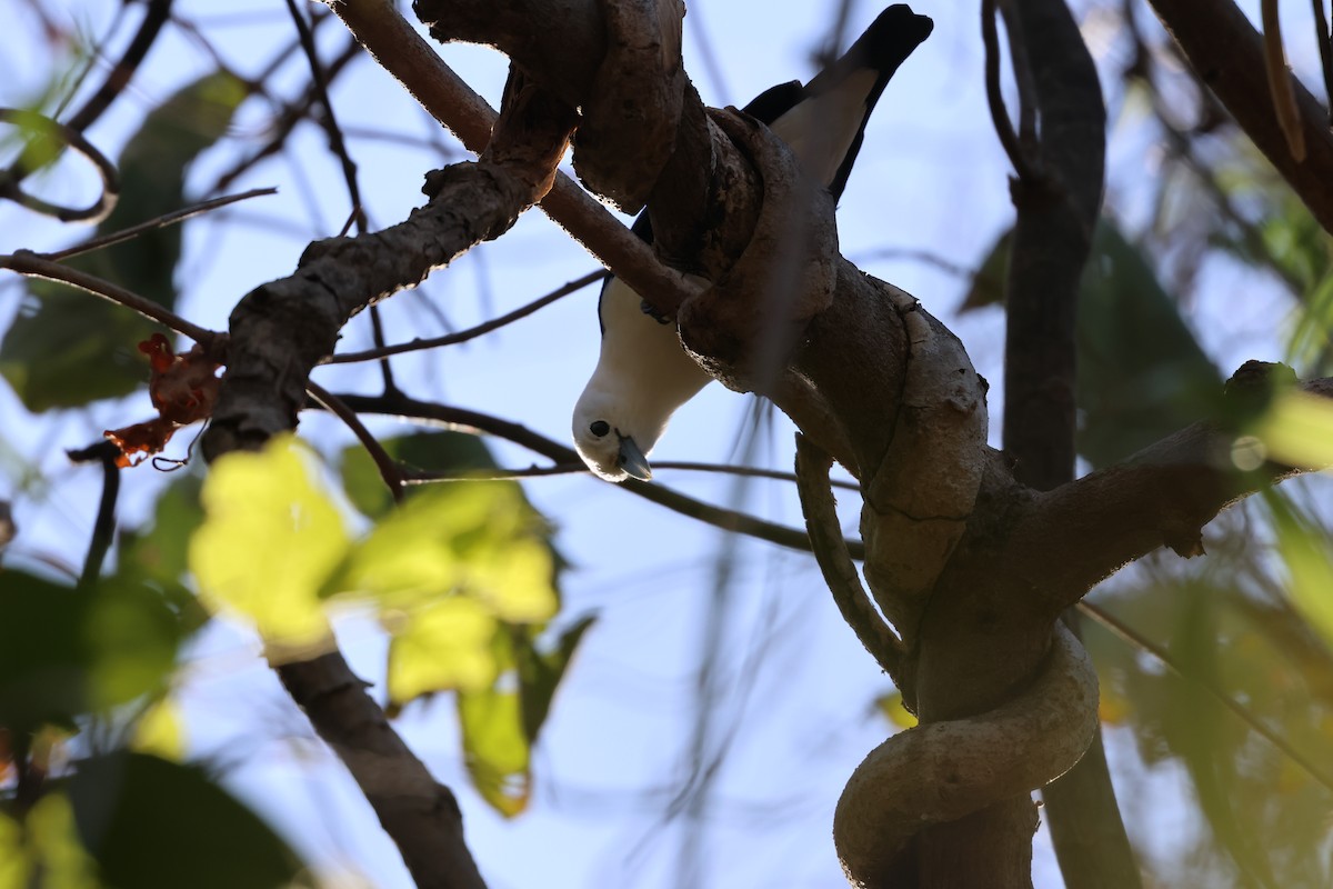 White-headed Vanga - ML638117463