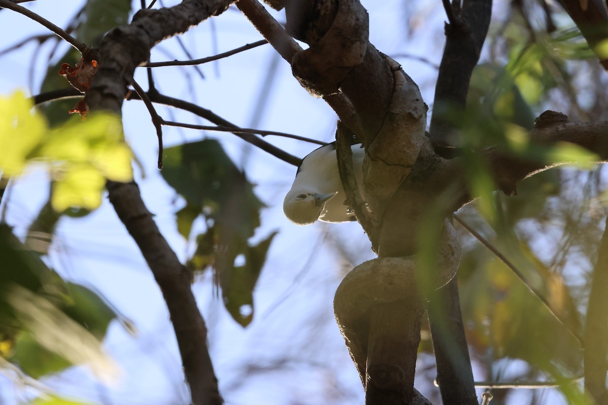 White-headed Vanga - ML638117475