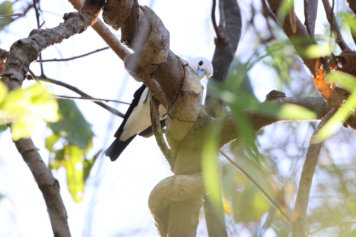 White-headed Vanga - ML638117479
