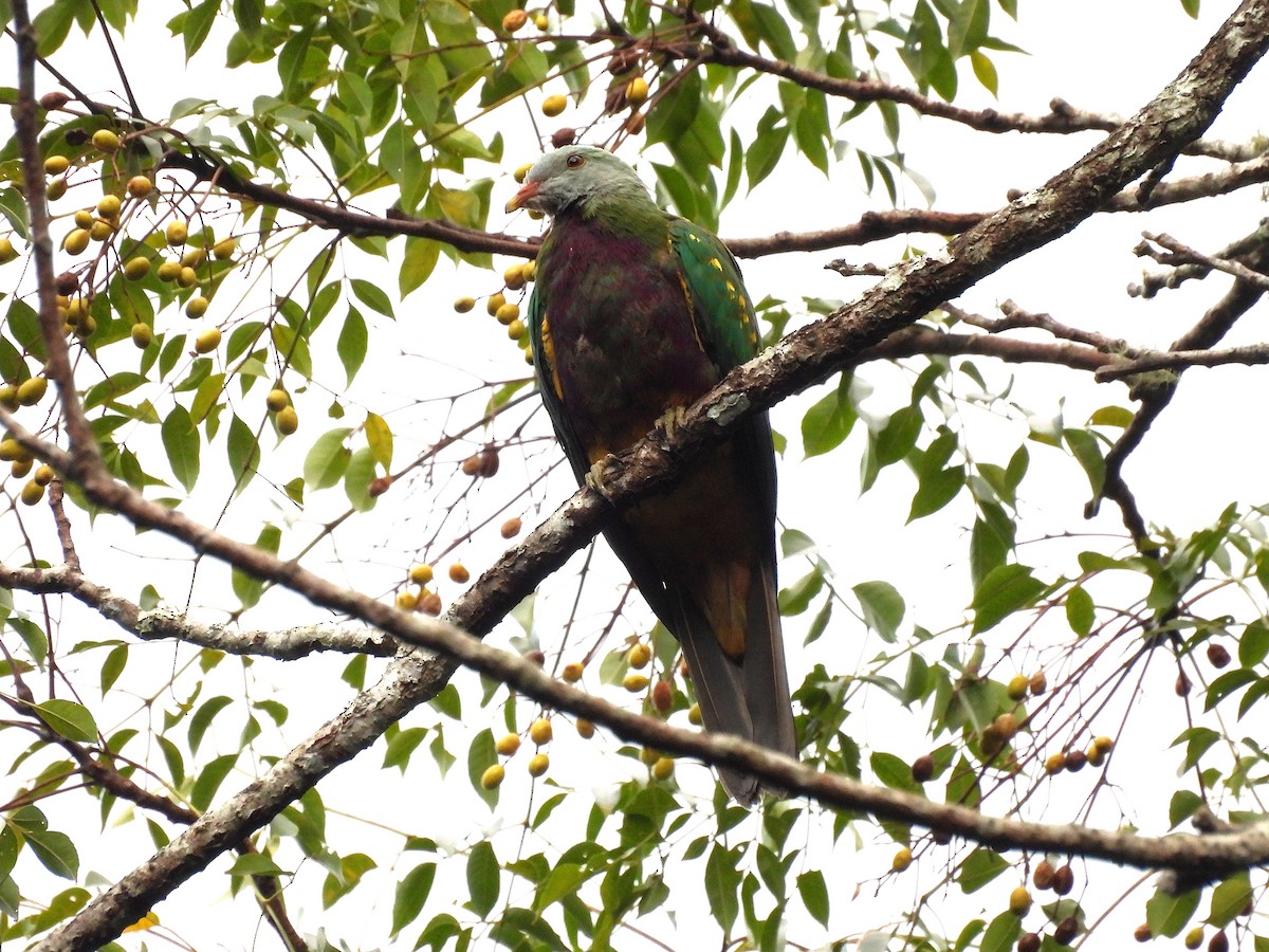 Wompoo Fruit-Dove - ML638117486