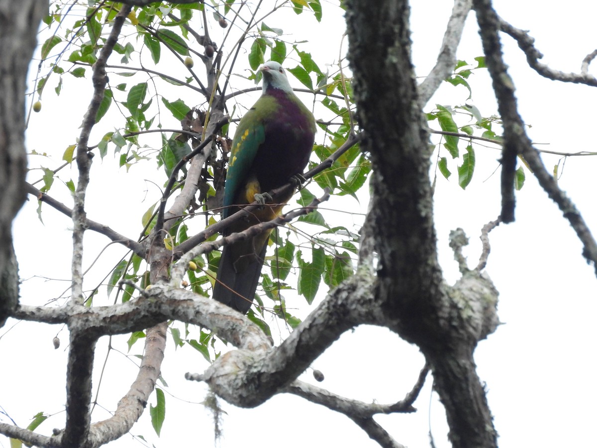 Wompoo Fruit-Dove - ML638117487