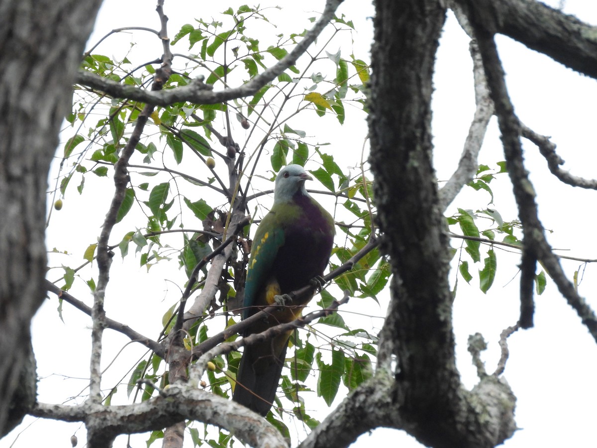 Wompoo Fruit-Dove - ML638117488