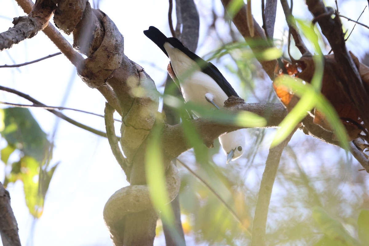 White-headed Vanga - ML638117491