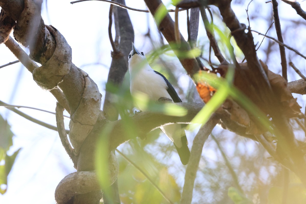 White-headed Vanga - ML638117493