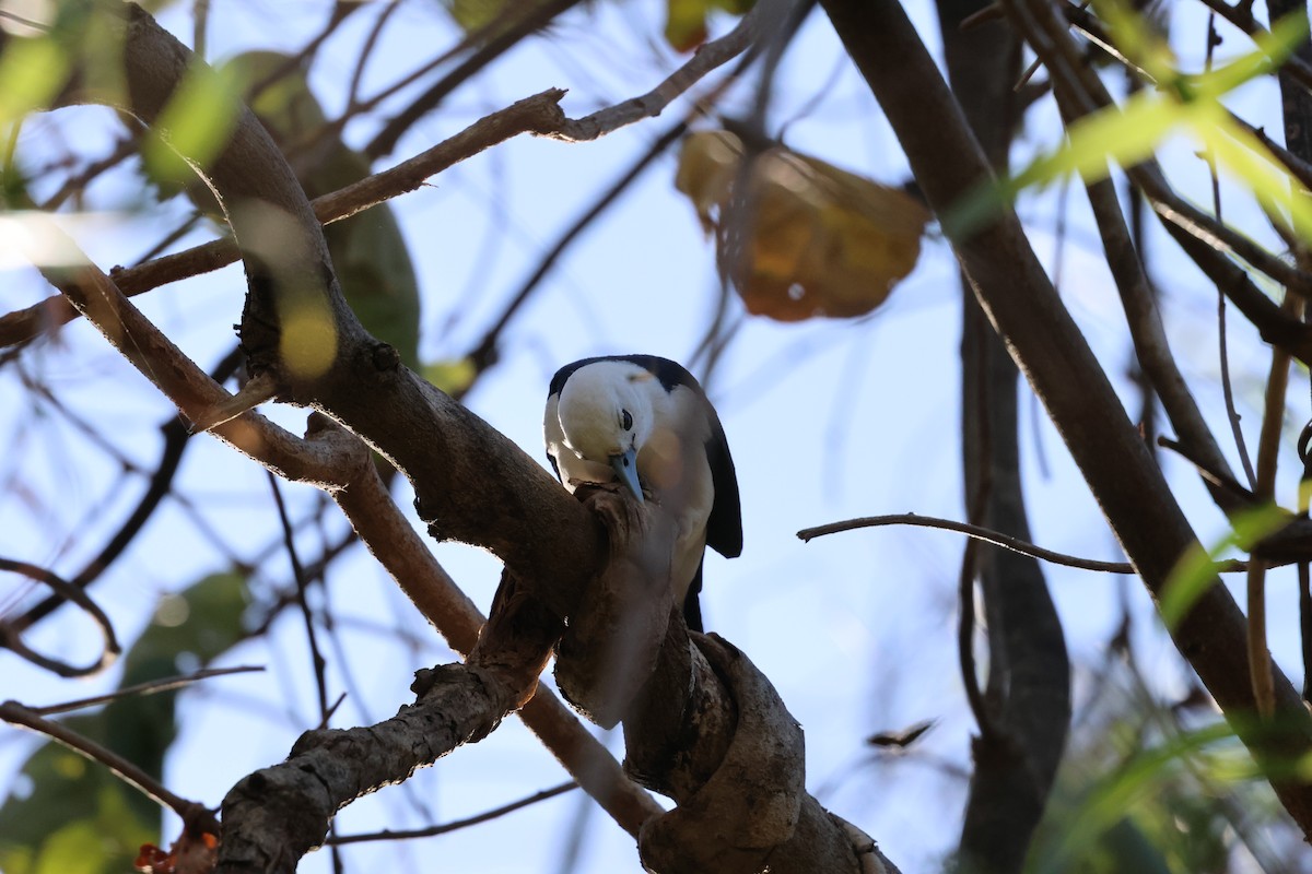 White-headed Vanga - ML638117500