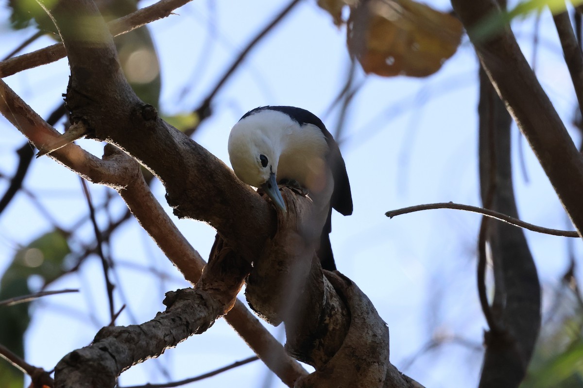White-headed Vanga - ML638117504
