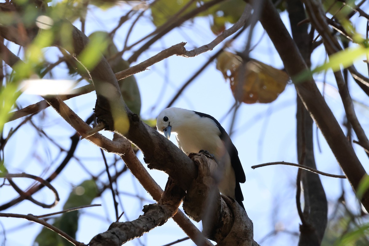 White-headed Vanga - ML638117515
