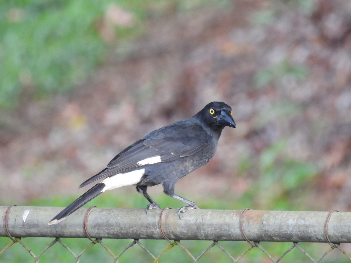 Pied Currawong - ML638117523