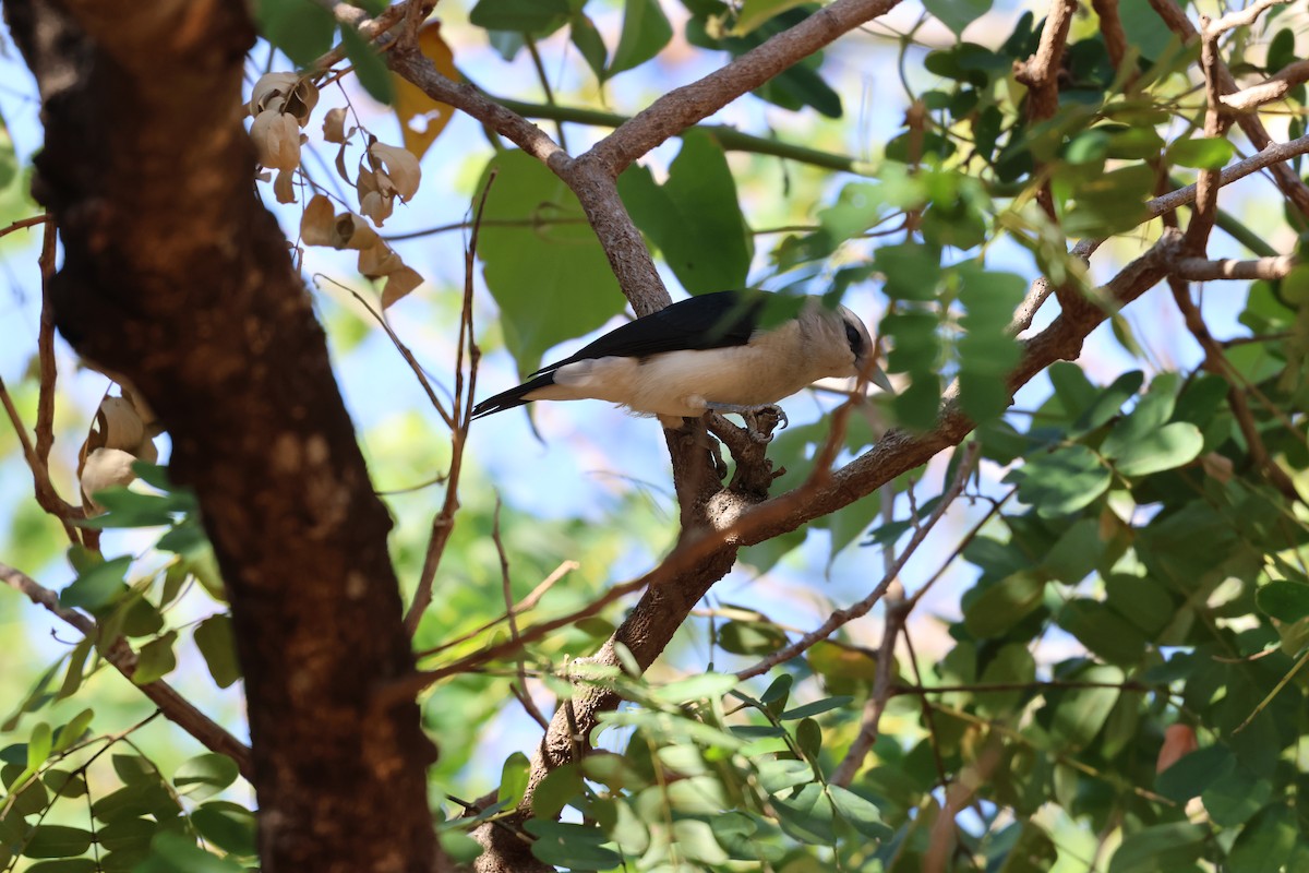 White-headed Vanga - ML638117525