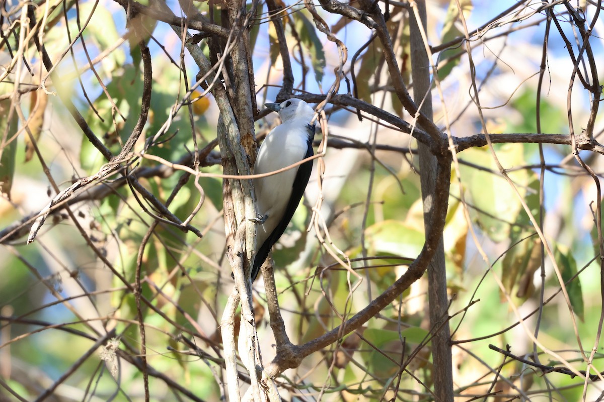 White-headed Vanga - ML638117530
