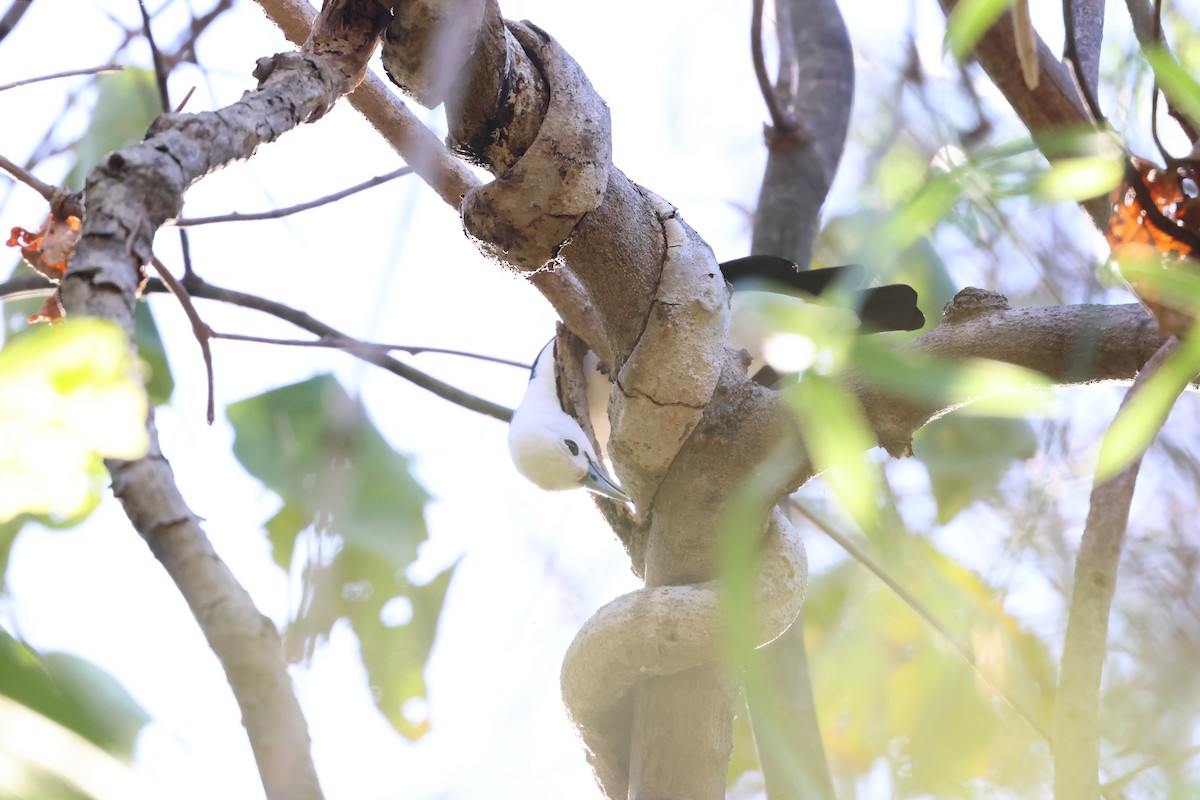 White-headed Vanga - ML638117541