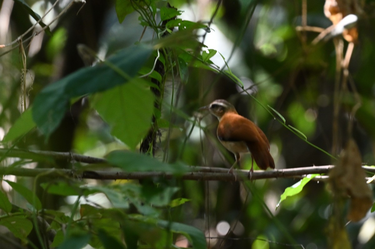 Pale-billed Hornero - ML638117558