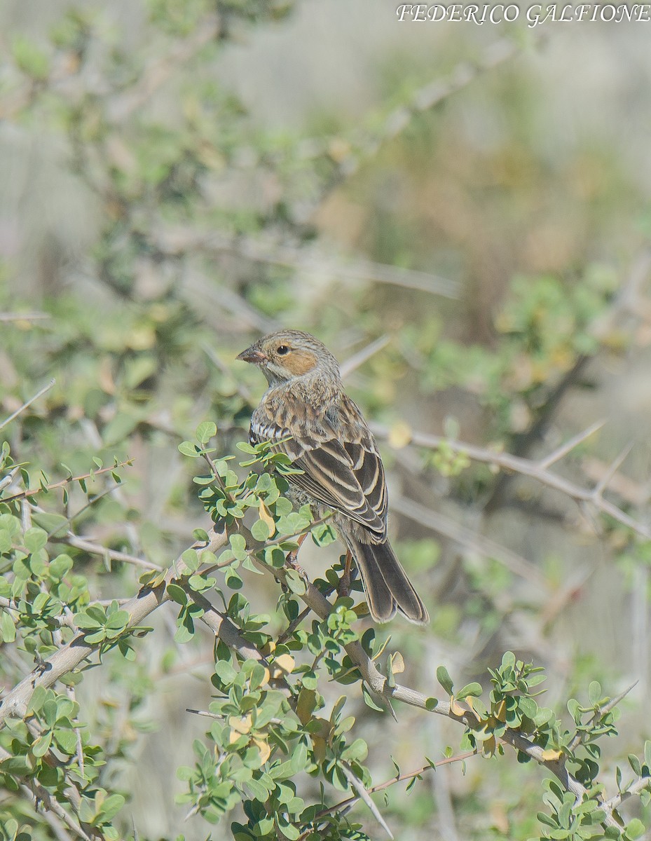 Mourning Sierra Finch - ML638117580