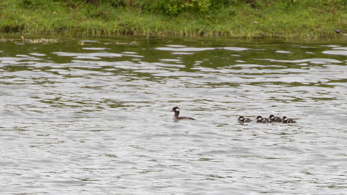 Bufflehead - ML638117589