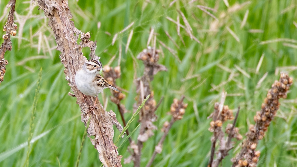 Clay-colored Sparrow - ML638117602