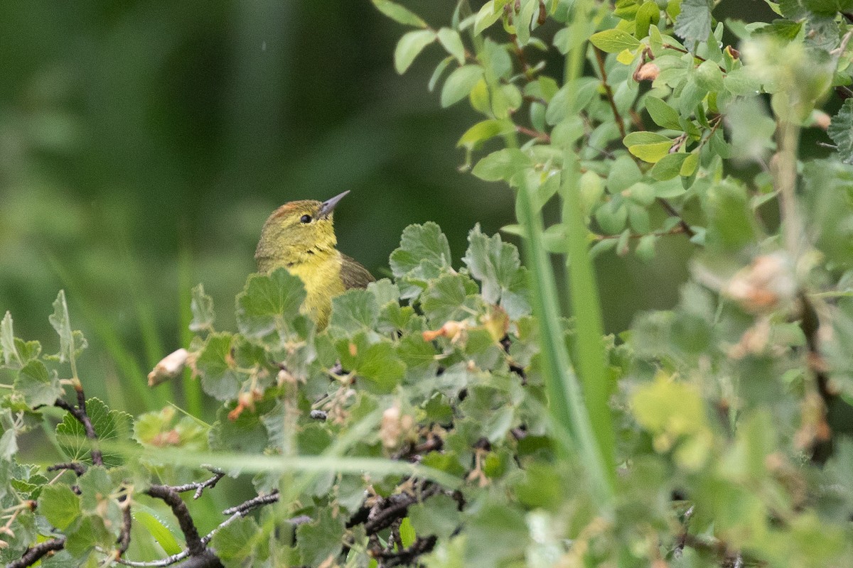 Orange-crowned Warbler (lutescens) - ML638117609