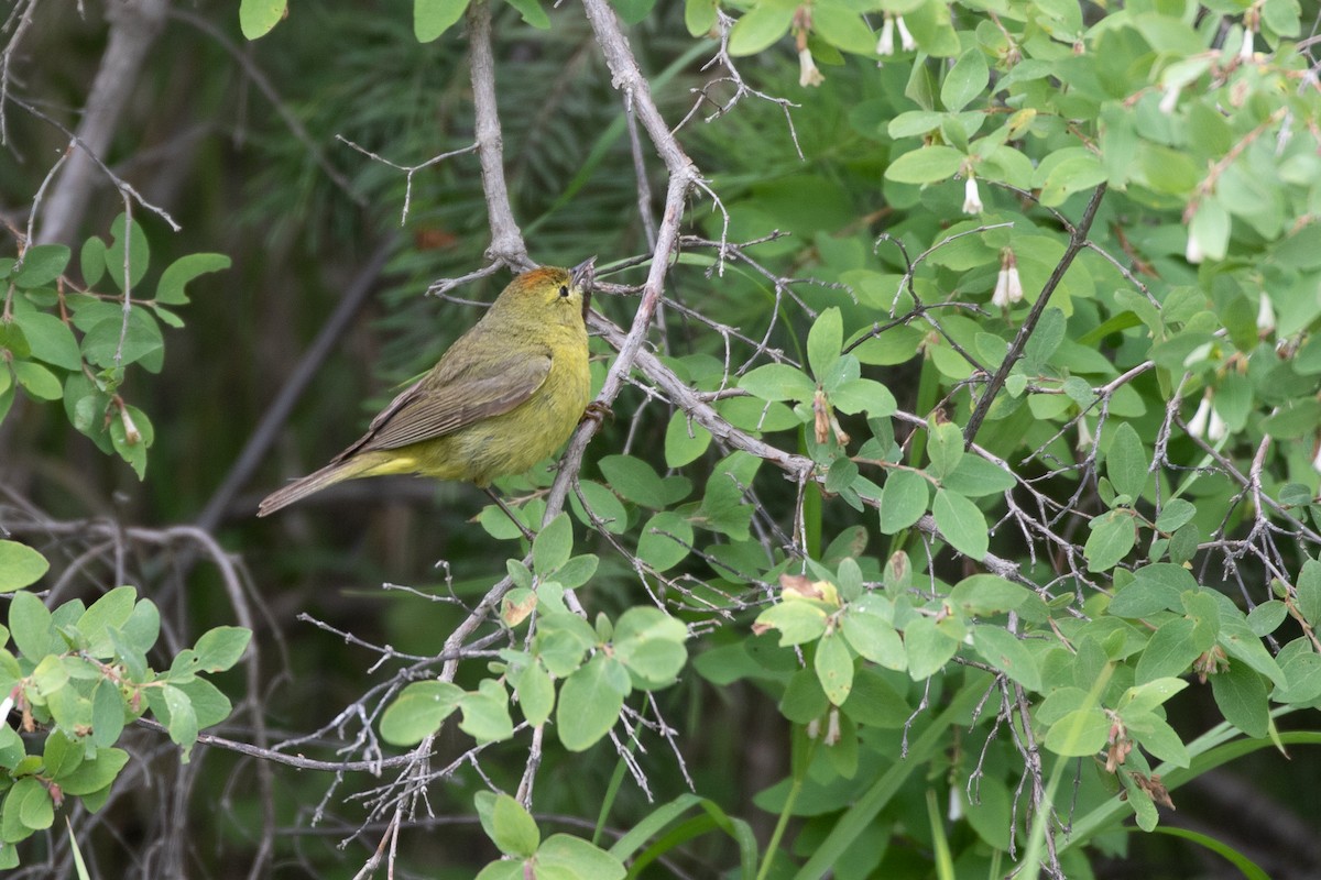 Orange-crowned Warbler (lutescens) - ML638117610