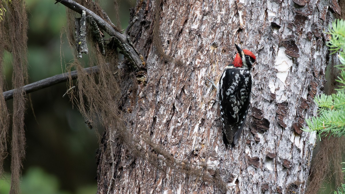 Red-naped Sapsucker - ML638117618