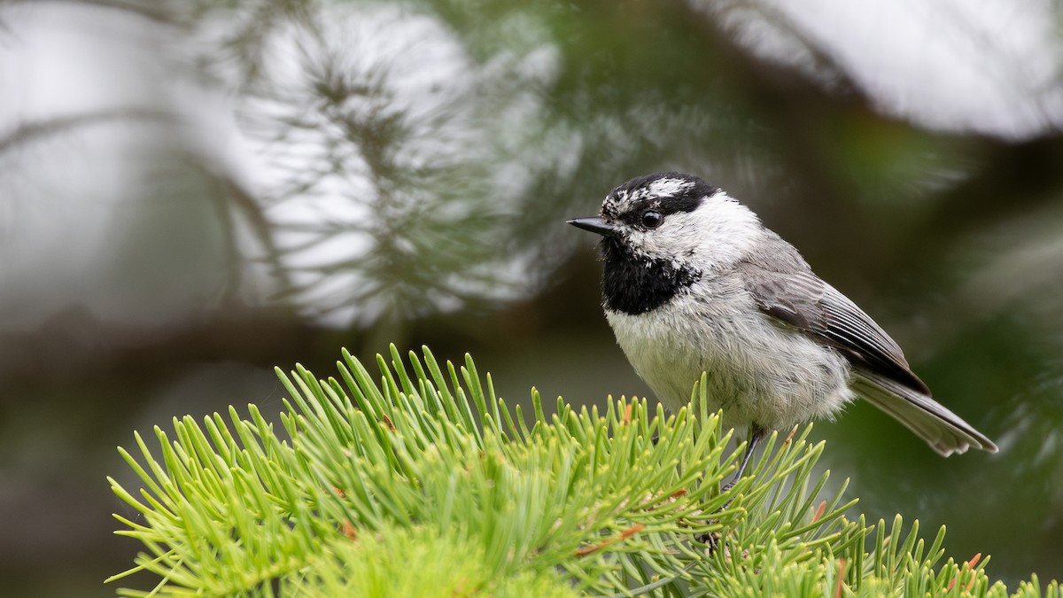 Mountain Chickadee - ML638117622
