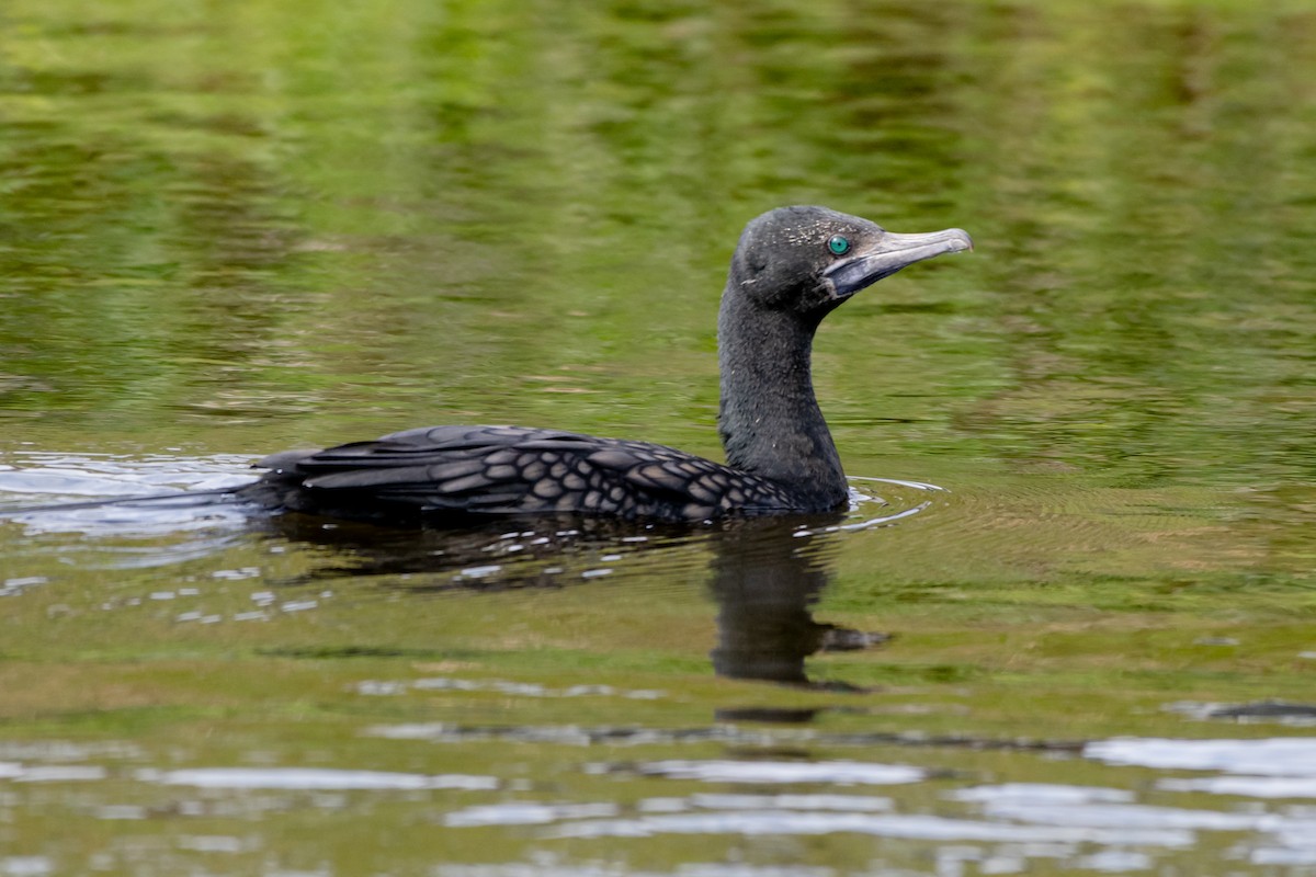 Little Black Cormorant - ML638117645