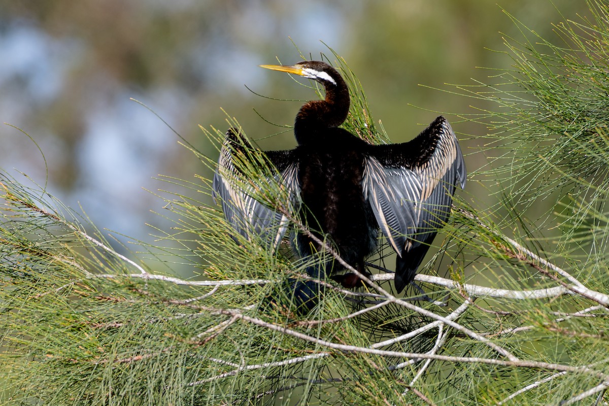 Australasian Darter - ML638117652