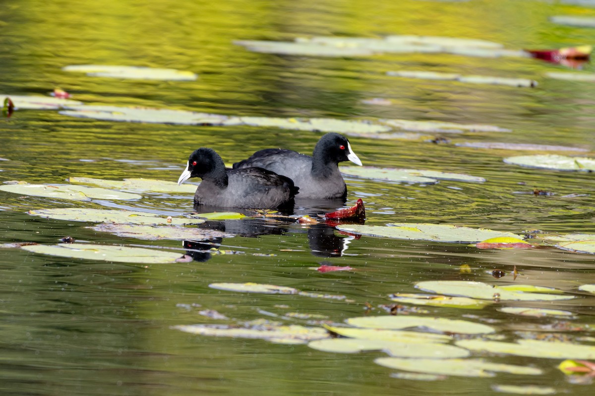 Eurasian Coot - ML638117663