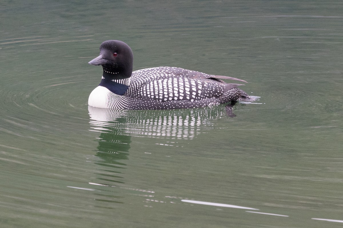 Common Loon - ML638117688