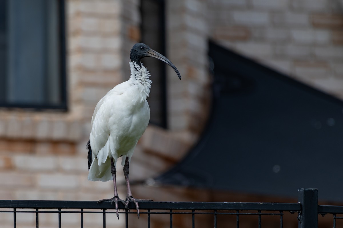 Australian Ibis - ML638117717